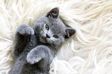 Cute little gray kitten sleeps on fur white blanket