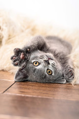 Cute little gray kitten sleeps on fur white blanket