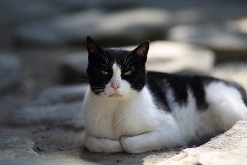 schwarz wei&szlig;e Katze mit eingerollten Pfoten