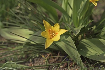 eine gelbe Tulpenblüte mit spitzen Blättern