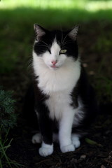 Katze mit einem Auge - aber glücklich