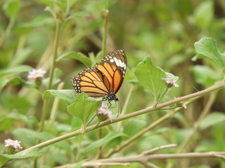 Monarch Butterfly on lantana camara