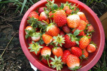 Fresh red strawberries from the farm. Put in a basket