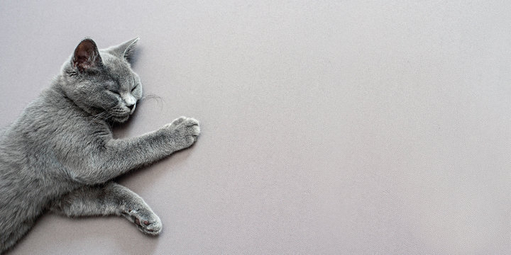British Shorthair gray cat lying on grey background, with copy-space