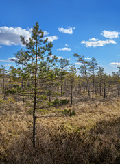 Fototapeta na wymiar Landscape of swamp.