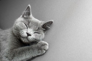 British Shorthair gray cat lying on grey background, with copy-space