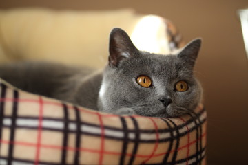 Britisch Kurzhaar Katze schaut neugierig