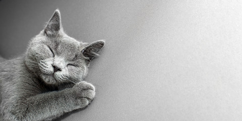 Fototapeta British Shorthair gray cat lying on grey background, with copy-space obraz