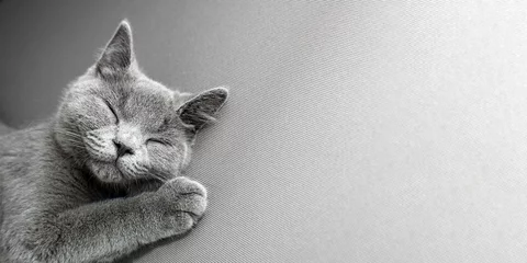 Tuinposter British Shorthair gray cat lying on grey background, with copy-space © Roman Pyshchyk