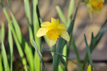 Yellow narcissuses in spring park