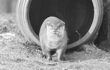 Small claw otter