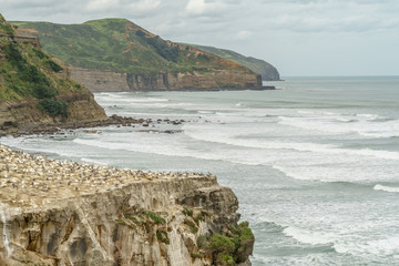 dramatic shot of stormy ocean and rocky cliffs, Muriwai beach, New Zealand