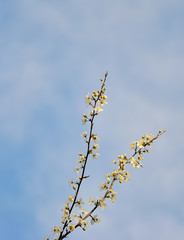 White cherry blossoms in spring sun