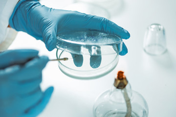 Microbiology. Hands of a microbiologist inoculating nutritive agar