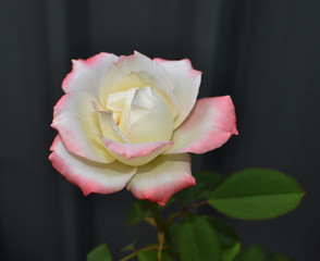 Pink and white Multicoloured roses in the garden