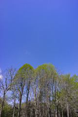 Obraz premium blue sky and new green leaves