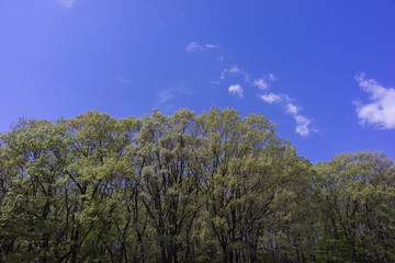 blue sky and new green leaves