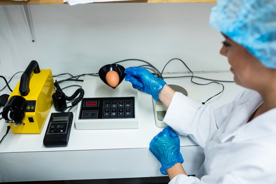 Female staff examine egg on digital egg monitor