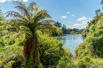 fern bushes on river bank on sunny day, Huka Falls, New Zealand