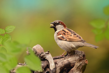 Vögel 79