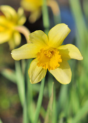 Yellow narcissus flower