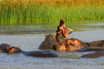 Hippos bathing in the river, one opens their mouths, St. Lucia in South Africa