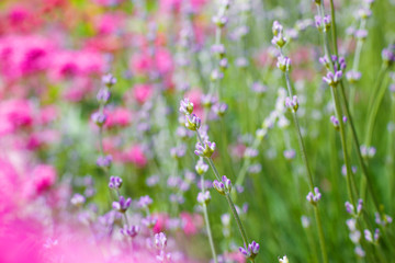 Flowers in the lavender fields in the Provence mountains.