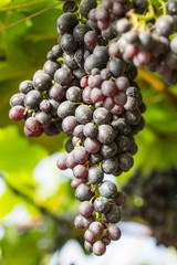 Fresh fruits purple red grapes on branch with green leaves  growing on the vineyard in farm, ready for harvest. agriculture in the north of Thailand.