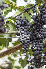Fresh fruits purple red grapes on branch with green leaves  growing on the vineyard in farm, ready for harvest. agriculture in the north of Thailand.