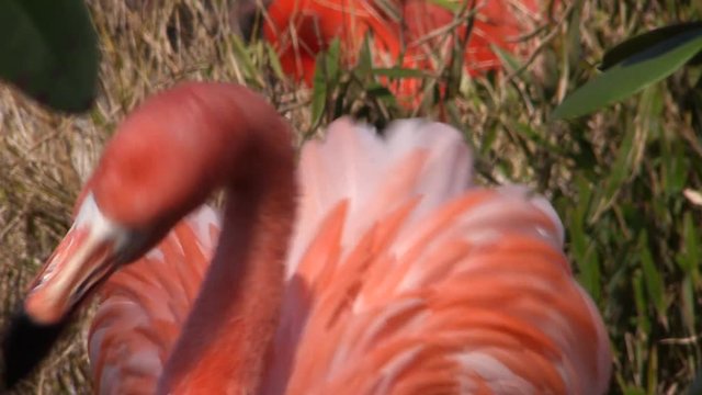 Greater flamingoes in the aptivity