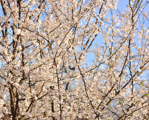 White cherry blossoms in spring sun