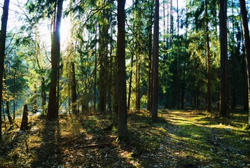 Fototapeta na wymiar Wiosenny las podczas dnia