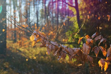 Wiosenny las podczas dnia