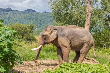 Naklejka na ściany i meble Elephant on Thailand Rainforest