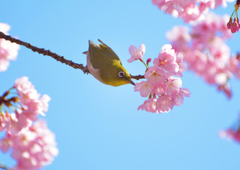桜の花にメジロ