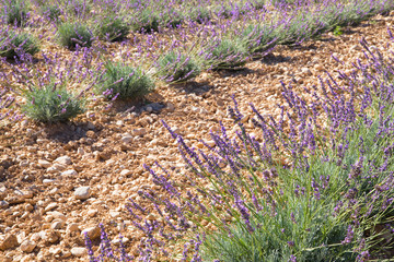Fototapeta premium Lavender bushes composition on the Provence field. Sunset over purple flowers of lavender. Provence region of France.