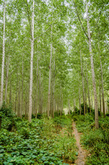 The forest along the river Danube in the dry part of the year near the town of Novi Sad 