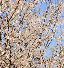 Blossoming cherry and blue sky