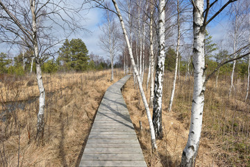 Bog in North Europe. Low nutrient bog has mainly stunted trees and moss.
