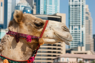 Camel at the urban building  background of Dubai.