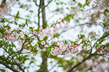 Pink cherry blossom flowers on a spring day