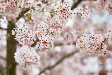 Pink cherry blossom flowers on a spring day