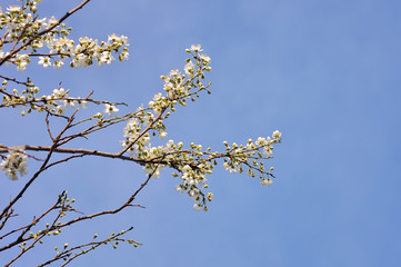 Blossoming cherry and blue sky