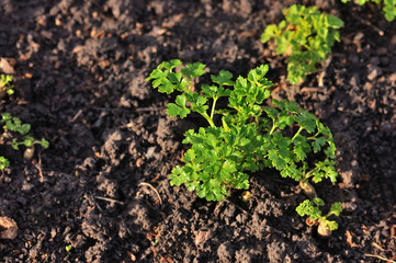 Leaves of garden parsley,