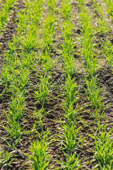 green sprouts of young winter wheat on agricultural land, picture with details, beautiful lighting