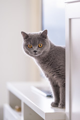 British short hair cat, indoor shooting