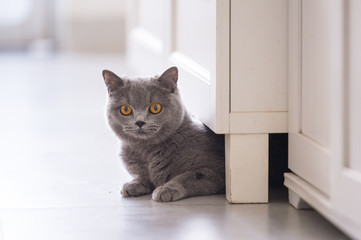 British short hair cat, indoor shooting