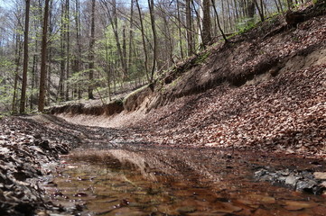 A path through a forest