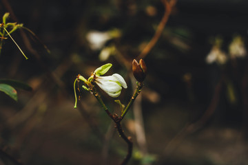 green leaves of the subtropical bush