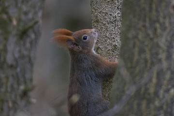 Cute squirrel climbing on a tree trunk
